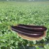 eggplant-tlp-9999 - ảnh nhỏ 3