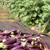 eggplant-tlp-9999 - ảnh nhỏ 4