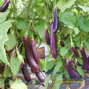 EGGPLANT - TLP 9999