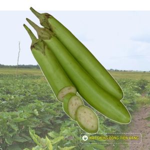 GREEN EGGPLANT F1 - TLP 893