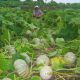 ROUND PLATE PUMPKIN F1 - HOAN CAU 36