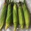 sweet-corn-f1-sweet-1 - ảnh nhỏ 2