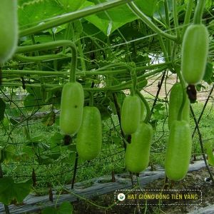 BOTTLE GOURD F1 - TLP 6168