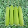 bottle-gourd-f1-cuu-long-1 - ảnh nhỏ 4