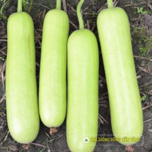 BOTTLE GOURD F1 - CUU LONG 1