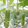 bottle-gourd-f1-delta-28 - ảnh nhỏ  1