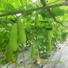 bottle-gourd-f1-vision-111 - ảnh nhỏ 5