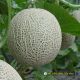 NETTING MELON F1 - NET 11