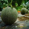 netting-melon-f1-net-11 - ảnh nhỏ 4