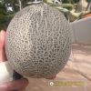 netting-melon-f1-net-11 - ảnh nhỏ 5