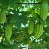 bitter-gourd-f1-tlp-913 - ảnh nhỏ 4