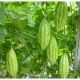 BITTER GOURD F1 - TLP 919