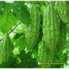 bitter-gourd-f1-tlp-919 - ảnh nhỏ 3