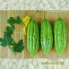 bitter-gourd-f1-tlp-919 - ảnh nhỏ 4