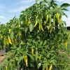 hot-pepper-f1-yellow-horn-12 - ảnh nhỏ 4