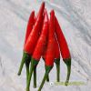 hot-chili-f1-red-sky-86 - ảnh nhỏ  1