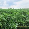 hot-chili-f1-red-sky-86 - ảnh nhỏ 6