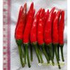 hot-chili-f1-red-sky-89 - ảnh nhỏ  1