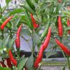 HOT PEPPER F1 - YELLOW HORN 12 - anh 2