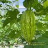 bitter-gourd-f1-tlp-922 - ảnh nhỏ 3