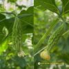 bitter-gourd-f1-tlp-922 - ảnh nhỏ 4