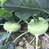 kohlrabi-f1-superb-32 - ảnh nhỏ 3