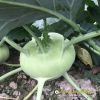 kohlrabi-f1-superb-32 - ảnh nhỏ 4