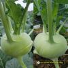 kohlrabi-f1-superb-32 - ảnh nhỏ 5