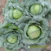 cabbage-f1-blue-rose-346 - ảnh nhỏ 4