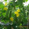 smooth-luffa-f1-tu-hoa - ảnh nhỏ 3