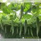 SNAKE LUFFA F1 - GLORY 01