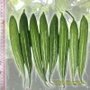 snake-luffa-f1-glory-01 - ảnh nhỏ 3