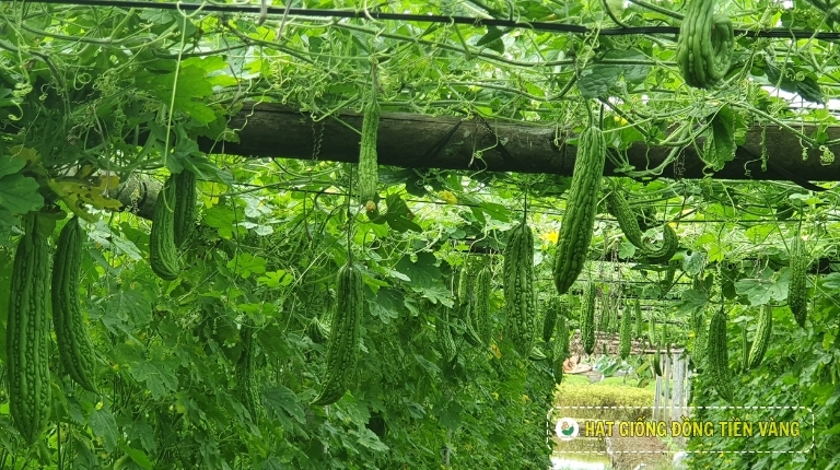 PLANTING GUIDE OF F1 BITTER GOURD SEEDS – SU 35 NEW