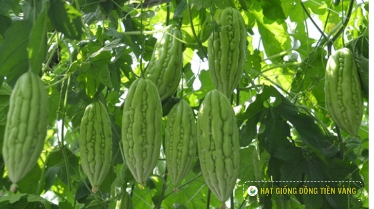 PLANTING GUIDE OF F1 BITTER GOURD SEEDS – TLP 922