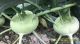PLANTING GUIDE OF F1 KOHLRABI SEEDS - SUPERB 32