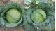 PLANTING GUIDE OF F1 CABBAGE SEEDS – BLUE ROSE 346