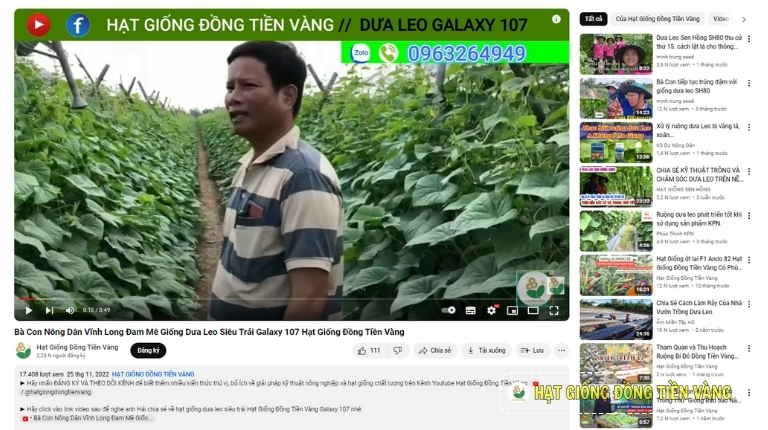 CUCUMBER GROWING TIPS TO HELP FARMERS IN THE MEKONG DELTA QUICKLY GET PROFITS