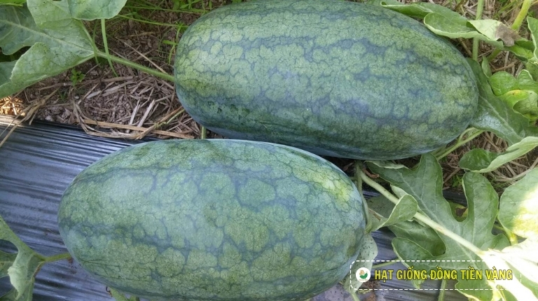 PLANTING GUIDE OF F1 WATERMELON SEEDS - QUEEN 56