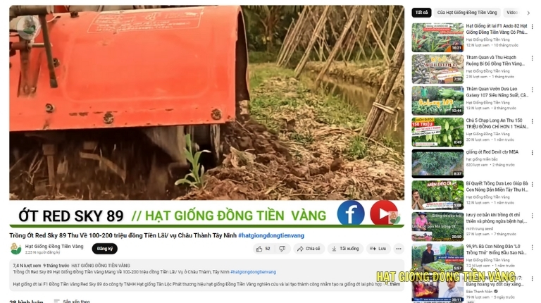 PLANTING RED SKY 89 CHILI BRINGS IN 100-200 MILLION VND NET PROFIT PER CROP IN CHAU THANH, TAY NINH.