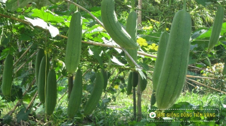 PLANTING GUIDE OF F1 SMOOTH LUFFA SEEDS – TU HOA
