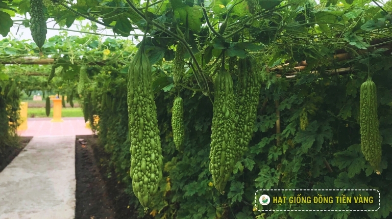 PLANTING GUIDE OF F1 BITTER GOURD SEEDS – SU 36