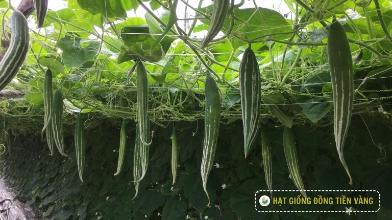 PLANTING GUIDE OF F1 SNAKE LUFFA SEEDS – GLORY 01