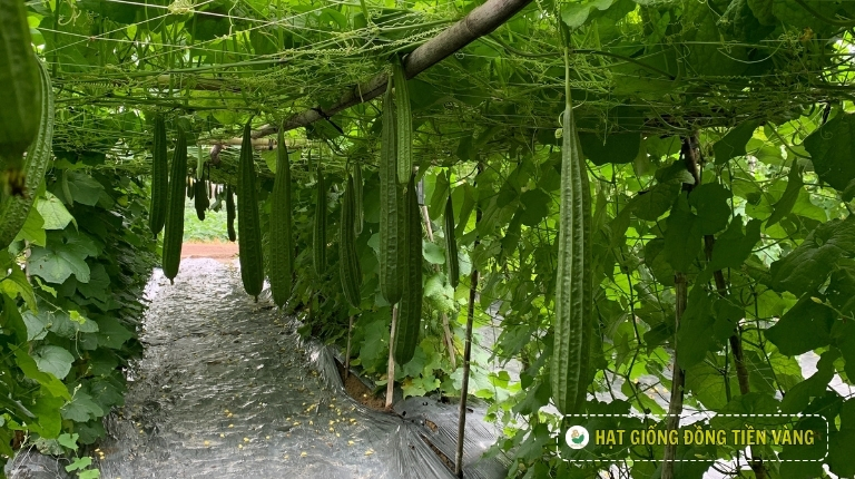 PLANTING GUIDE OF F1 RIDGE LUFFA SEEDS – ADAPTATION 11