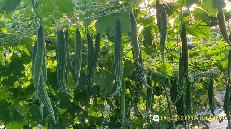 PLANTING GUIDE OF F1 SNAKE LUFFA SEEDS – GLORY 02
