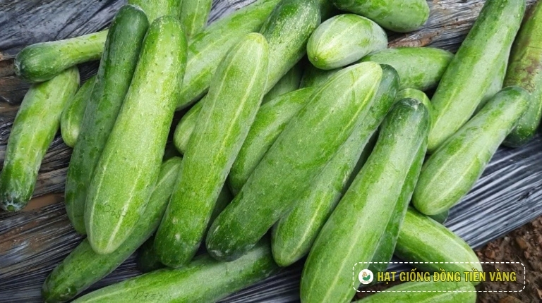 PLANTING GUIDE OF F1 CUCUMBER SEEDS – GALAXY 131