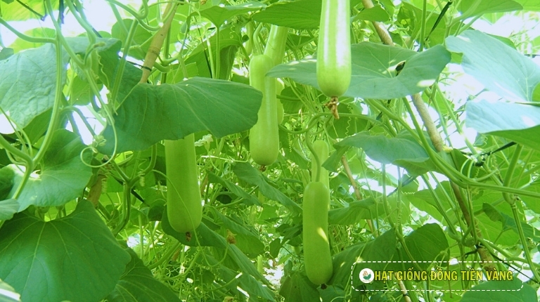 𝐓𝐡𝐞 𝐛𝐨𝐭𝐭𝐥𝐞 𝐠𝐨𝐮𝐫𝐝 𝐢𝐬 𝐧𝐨𝐭 𝐨𝐧𝐥𝐲 𝐚𝐧 𝐢𝐦𝐩𝐨𝐫𝐭𝐚𝐧𝐭 𝐜𝐮𝐥𝐢𝐧𝐚𝐫𝐲 𝐢𝐧𝐠𝐫𝐞𝐝𝐢𝐞𝐧𝐭 𝐛𝐮𝐭 𝐚𝐥𝐬𝐨 𝐚...