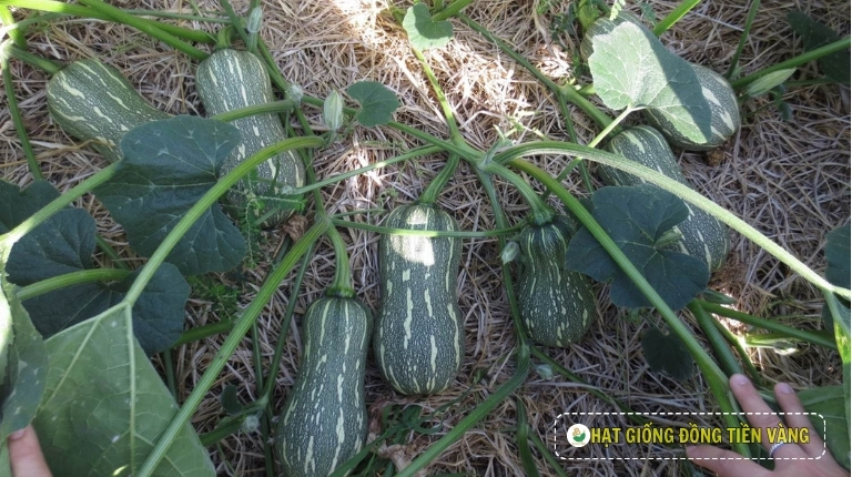 PLANTING GUIDE OF F1 PUMPKIN SEEDS - SUPER DREAM 59