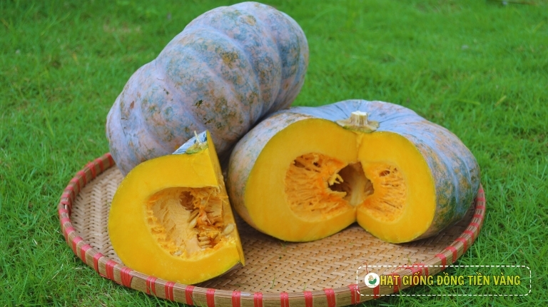 PLANTING GUIDE OF F1 BIG ROUND PUMPKIN - SELINA 669
