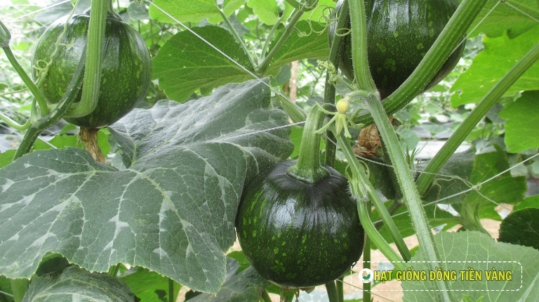 PLANTING GUIDE OF F1 BABY PUMPKIN – GREEN BALL 104