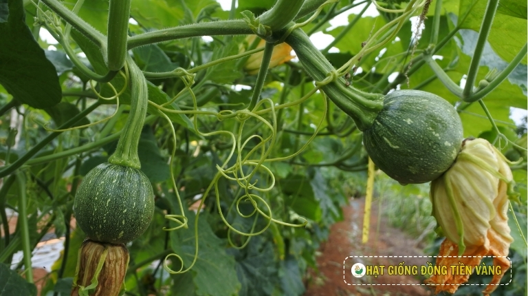 PLANTING GUIDE OF F1 BABY PUMPKIN – FRESH BALL 223